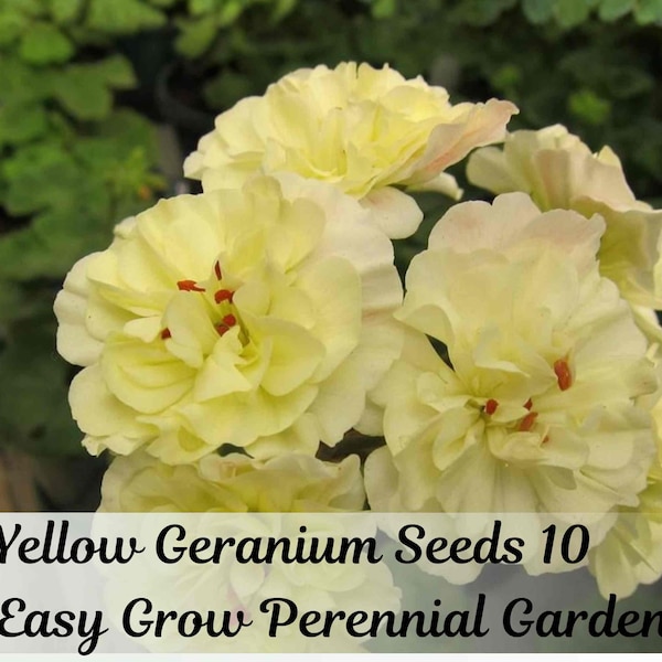 Yellow Geranium Seeds (10), Pelargonium, Easy Grow Perennial Garden Plant