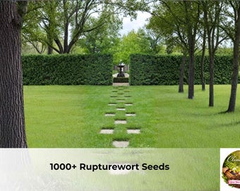 1000+ Rupturewort Seeds | Herniaria Glabra Groundcover, Lawn Alternative, Easy Grow