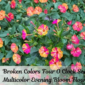 May include: A vibrant image of a bed of Four O'Clock flowers in full bloom. The flowers display a mix of colors, including pink, orange, and yellow, with striped and solid patterns. The text "Broken Colors Four O Clock Seeds 25 Multicolor Evening Bloom Flowers" is visible.