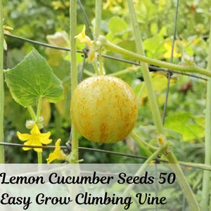 May include: A close-up of a lemon cucumber growing on a climbing vine. The cucumber is round, yellow with brown spots, and is surrounded by green leaves and yellow flowers. The text "Lemon Cucumber Seeds 50 Easy Grow Climbing Vine" is visible.