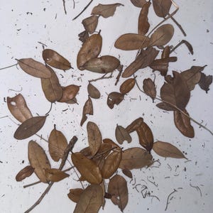 Live Oak Leaf Litter – Pesticide-Free Bioactive Terrarium Substrate