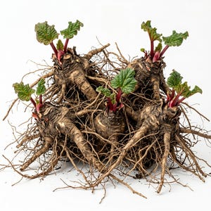 5 Roots Red Rhubarb Plants for Planting, Giant Rhubarb Root, Hardy Perennial, Vibrant Ruby-Red Stalks, 5-7 Inch Long