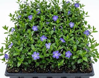 May include: A black plastic nursery tray containing multiple small vinca minor plants with vibrant green leaves and five-petaled purple flowers. The plants are arranged in a grid pattern within individual cells, showing dense foliage and blooming flowers.