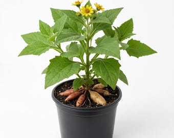 Yacon Plant Smallanthus Sonchifolius Seedling Peruvian Ground Apple Plant Gal Pot