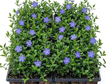 Set of 50 Blue Vinca Minor Plants Live, Creeping Myrtle Periwinkle Ground Cover, Hardy Perennial, 4-6 Inch Tall, Bare Root, No Pot