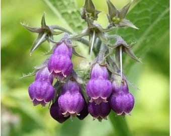 Set 10 Comfrey Roots Plants 4–6 Inch Tall Live Bare Root Bocking 14 Comfrey Symphytum officinale  Perennial Herb Medicinal Plant