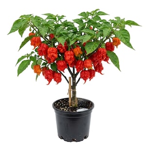 May include: A potted Carolina Reaper pepper plant. The plant features vibrant green leaves and numerous bright red peppers. The peppers are a wrinkled, irregular shape. The plant is in a black plastic pot, set against a white background.