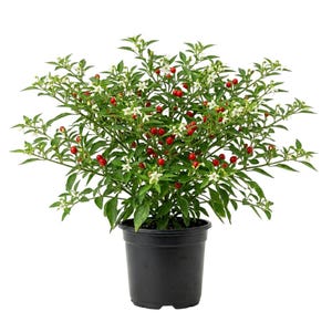 2 Chiltepin Pepper Plants 4"Pot, Live Tepin Chile Pequin Birds Eye Hot Peppers Well Rooted 5-10"Tall