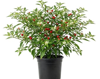 2 Chiltepin Pepper Plants 4"Pot, Live Tepin Chile Pequin Birds Eye Hot Peppers Well Rooted 5-10"Tall