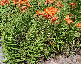 4 Large Lilium Tiger Lancifolium-Splendens Lily Bulbs Orange Lilies Bulbs Size 14/16cm