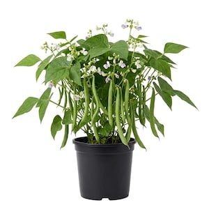 May include: A potted bean plant with green leaves, white and purple flowers, and long green bean pods. The plant is in a black plastic pot, set against a white background. The image is a close-up shot of the plant.