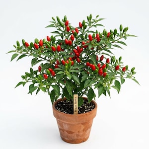 2 Chili Pequin Pepper Plants 4 Inch Pot, Hot Chile Peppers Plants