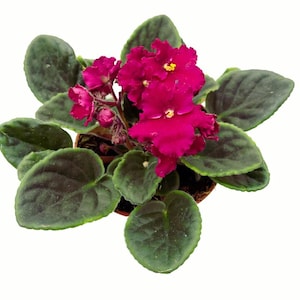 May include: A top-down view of an African violet plant with deep green, velvety leaves and vibrant magenta flowers with yellow centers. The plant is potted in a small, brown container, set against a white background.