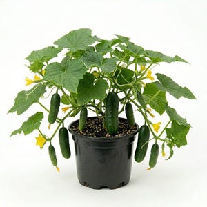 Cucumber Pot - Etsy