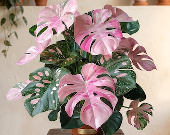 Monstera rosa variegada / Monstera deliciosa tricolor rara (planta de interior tropical viva)