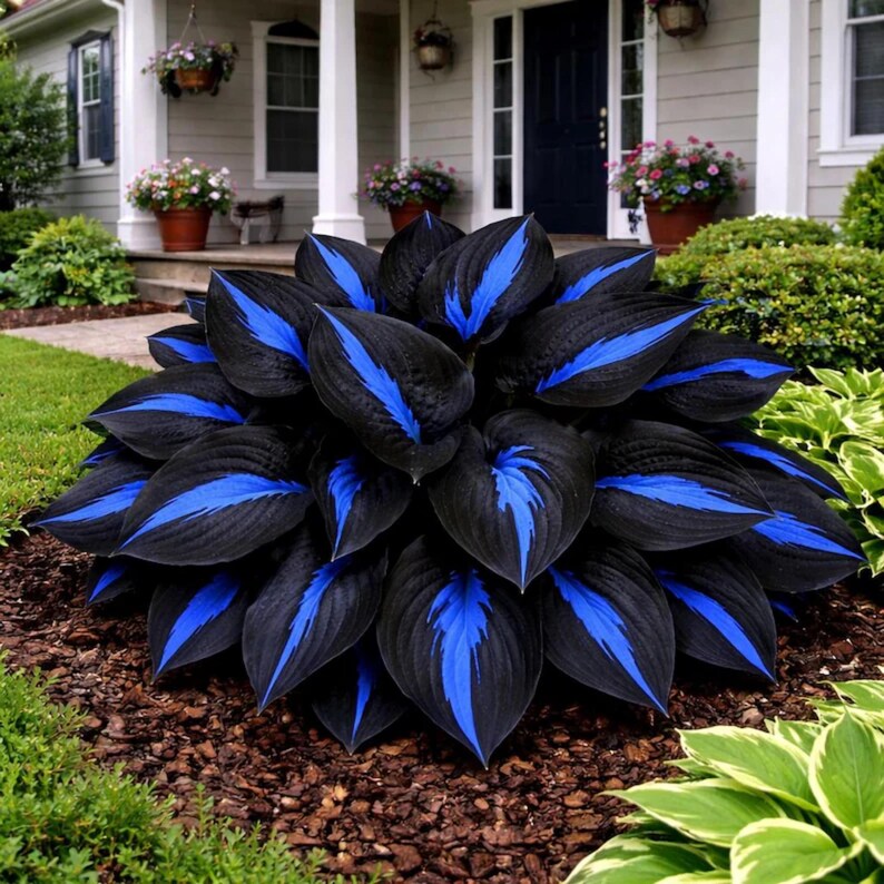 Rare Color Hosta Mix Seeds – Shade Loving Garden Perennial - Etsy UK