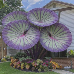 May include: A striking plant with large, round, purple and green leaves, radiating from a central point. The leaves have a fan-like pattern with a pinkish-red ring at the base. The plant is surrounded by a variety of colorful flowers and greenery.