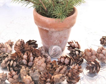 Hemlock Cones Tiny Pine Cones Hemlock Pine Cones Fairy Garden Bowl Filler Rustic Woodland Mini Cones 3 Cups
