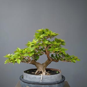 Duranta Bonsai Tree - Etsy