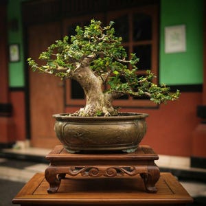 Pianta vera di Premna Microphylla Bonsai, piccola, con tronco grande / Pianta viva