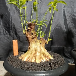 Ficus Religiosa Bonsai - Etsy