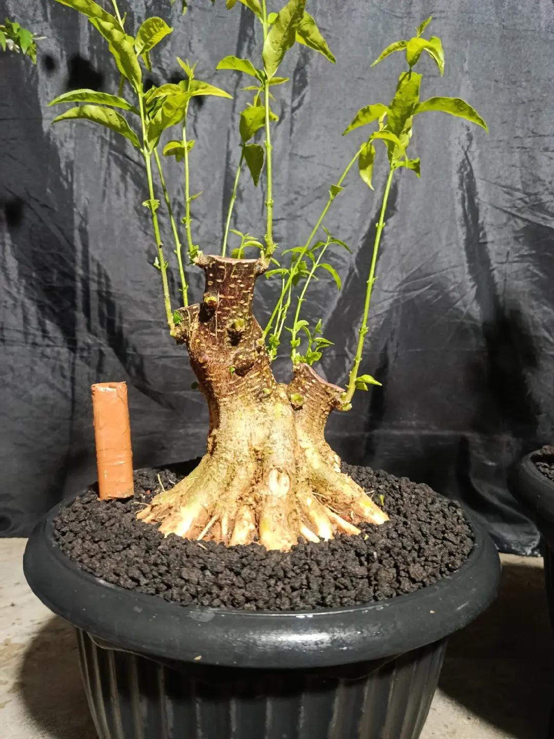 Ficus religiosa bonsai - Etsy sterreich