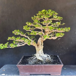 Pode incluir: Um bonsai com um tronco grosso, texturizado e castanho-claro, com múltiplos ramos horizontais cobertos por pequenas folhas verde-vibrantes. A árvore está plantada num vaso retangular de cerâmica castanho-escuro com terra e raízes visíveis.