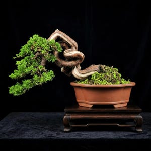 Op de afbeelding: Een jeneverbesbonsai met een gedraaide, verweerde stam met lichtbruine en donkerbruine schors. De boom heeft levendig groen blad en staat in een ondiepe, mat terracotta-kleurige keramische pot op een donkere houten standaard.
