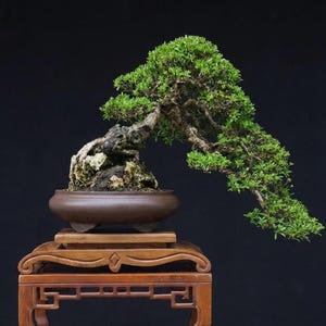 May include: A bonsai tree with dense green foliage and a textured, gnarled trunk growing over a light-colored rock. The tree is planted in a smooth, round, dark brown ceramic pot, which rests on a decorative wooden stand with carved details.