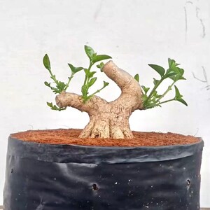 3x Premna Microphylla Bonsai Starter Material | 15-20cm Trunk Diameter | Branched | Mame Size Potential