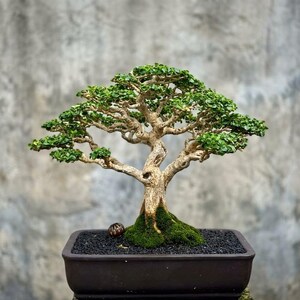 Puede incluir: Un bonsái con un tronco grueso y texturizado de color claro y ramas que se extienden horizontalmente. El árbol presenta densos racimos de pequeñas hojas de color verde vibrante. Está plantado en una maceta rectangular marrón oscuro.