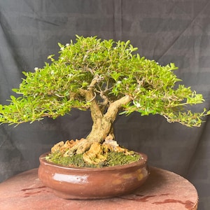 Può includere: Un bonsai con un tronco marrone spesso e strutturato e un fitto fogliame verde con piccoli fiori bianchi. L'albero è piantato in un vaso di ceramica marrone, rotondo e liscio, riempito di muschio e pietre decorative color ocra.