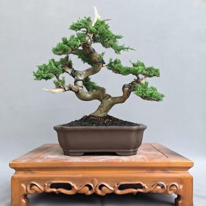 Puede incluir: Un bonsái de enebro con un tronco retorcido de color marrón claro y follaje verde denso. Las ramas están formadas con alambre oscuro y el árbol está plantado en una maceta rectangular de cerámica marrón oscuro con tierra oscura.