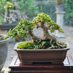 Puede incluir: Un bonsái de dos troncos con corteza de color marrón claro texturizada y follaje verde vibrante y denso. El árbol está plantado en una maceta rectangular de cerámica marrón oscuro con musgo verde y plantas pequeñas, sobre una base de madera.