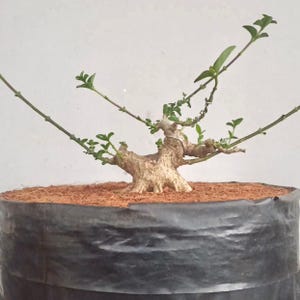 3x Premna Microphylla Bonsai Starter Material | 10-15cm Trunk Diameter | Branched | Sitho Size Potential