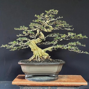 Real Pict Desmodium Blue Bell Micro Vietnam Bonsai Tree Medium Size