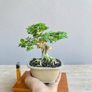 Pode incluir: Um pequeno bonsai com um tronco grosso e retorcido de cor clara e folhas verdes densas, plantado num vaso retangular de cerâmica bege. Um isqueiro retangular amarelo está posicionado ao lado do vaso para mostrar a sua escala.