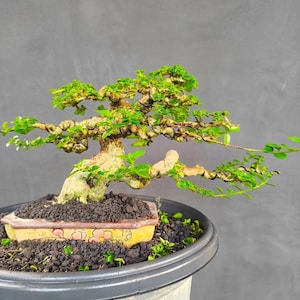 May include: A bonsai tree with a thick, textured trunk and small green leaves, wired for shaping. The tree is planted in a rectangular ceramic pot featuring a yellow base with pink floral patterns, filled with dark soil and small green moss.