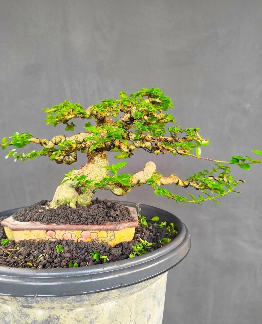 Semi Cascade Bonsai - Etsy