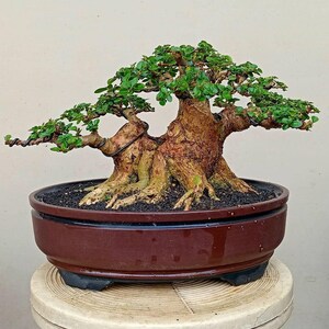 Pode incluir: Um bonsai com um tronco castanho grosso e texturizado e múltiplos ramos com pequenas folhas verde-vibrantes. A árvore está plantada num vaso de cerâmica escuro de forma oval, cheio de terra escura, exibindo uma base de raízes larga e robusta.
