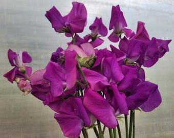 Oyama Violet Sweet Pea Seeds (10 or 20 seeds per pouch)