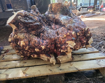 Buckeye Burl XXL, średnica 30-36 cali. Birdseye bez defektów. Świetny charakter, ~450 funtów. Cały surowy, zielony (świeży). Oszałamiająca miska z najwyższej półki z drewna tokarskiego.