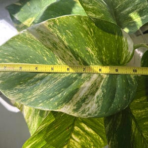 May include: Close-up of a large, variegated pothos leaf, measuring approximately 11 inches in length. The leaf displays a vibrant mix of green and creamy white patterns. The image highlights the plant's natural beauty and texture.