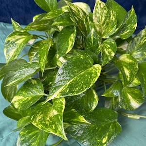 May include: Close-up of a vibrant green pothos plant with variegated yellow and white patterns on its leaves. The plant has large, heart-shaped leaves and appears healthy and well-watered, with visible water droplets.