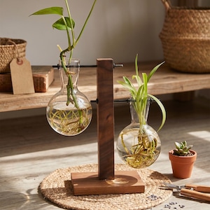 May include: A wooden plant stand with two glass bulb vases, each holding a plant with visible roots. The stand is made of dark wood and has a round jute mat beneath it. A small terracotta pot with a succulent is also present.