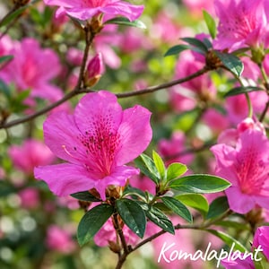 May include: Vibrant pink azalea flowers with delicate petals and dark speckled centers, surrounded by deep green leaves on thin brown branches. The text Komalaplant is written in white script in the bottom right corner of the image.