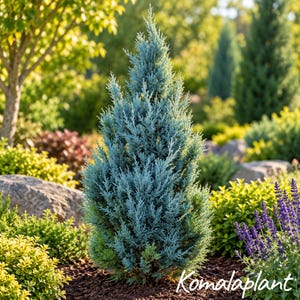 May include: A conical juniper plant with dense, needle-like foliage in a distinct silvery-blue hue. The plant stands upright with a textured, evergreen appearance, featuring fine, scale-like leaves that taper toward the top, set against a garden.