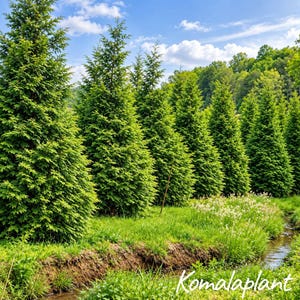 Thuja Green Giant Arborvitae Plants, Lot of 5, 3 Inch Pots, Privacy Screen Evergreen, Live Trees, Zones 5-8