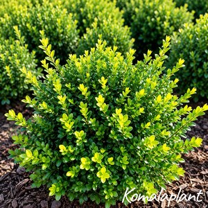 May include: A dense, rounded boxwood shrub featuring small, glossy, oval-shaped leaves in vibrant shades of lime green and deep emerald. The plant has a compact, bushy growth habit with numerous upright stems, creating a lush, textured appearance.