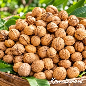 May include: A large collection of whole brown walnuts with textured, hard shells piled together in a woven basket. The walnuts are round and oval in shape, featuring deep ridges and crevices. Green leaves are visible at the edges of the basket.